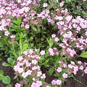 Сапонарія( Мильнянка) базиліколиста, горщик 0,3 - 0,4 л