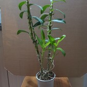 Орхидея дендробиум Нобиле. Цвет сюрприз.