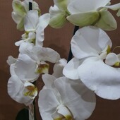 Орхидея фаленопсис.