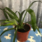 Бильбергия