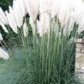 кортадерия белая зкс