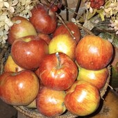 Яблука домашні, лот 5 кг