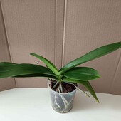 Орхідея Rowling