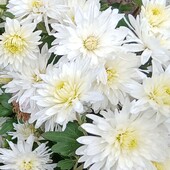 Біла хризантема.