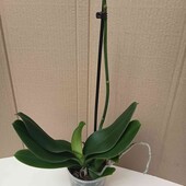 Орхідея, колір сюрприз 