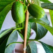 Авокадо элит саженц 1 шт., отросток