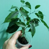 Фікус Бенджаміна Екзотика(Бенджаміна ‘Exotica’)