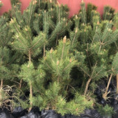 сосна жива з корінням 1 штук 50 см