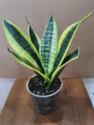 Фото №1 class=