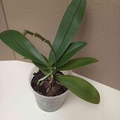 Орхідея Green Batman метелик