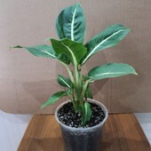 Диффенбахия