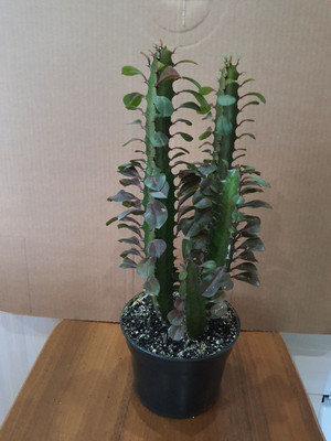 Фото №1 class=