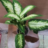 Диффенбахия