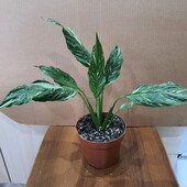 Спатифиллум вариегатный