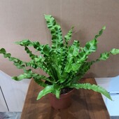 Папоротник Асплениум