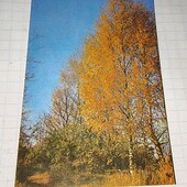 Календарик СРСР 1981