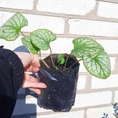 брунера крупнолиста Jack Frost, горщик 1 л,та що на фото 