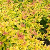 спірея японська Goldflame, горщик р9 ( 0,5л) ,краща пора для посадок 