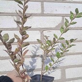 бірючина сортова Ауреаварієгата, 1,5 річн. у горщику 0,5 л