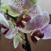 Орхидея фаленопсис.