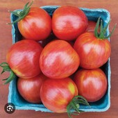 Томат Графіті, 20 насінин