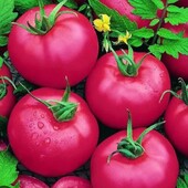 Томат Малиновий дзвін, 20 насінин