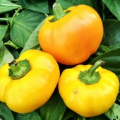 Солодкий перець Колобок жовтий, 15 насінин