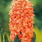 Гіацинт Gipsy Queen 16/17 калібр цибулин, великі.