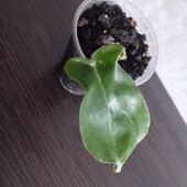 Филодендроны Маска и Медуза. Один на выбор.