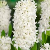 Гіацинт White Lady 18/19 калібр цибулини великі.