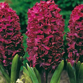 Гіацинт Woodstock (Вудсток) 1 цибулина (калібр 16/7 - великий)