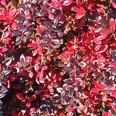 барбарис Red Jewel, 1,5 річн. у горщику 0,6 л ( як на фото), висота 20 +см