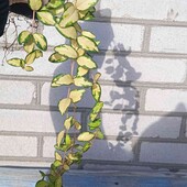 барвінок сортовий Illumination у горщику, довжина 50+ см