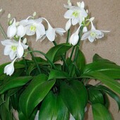 Шикарная вмазонская лилия. Луковицы.