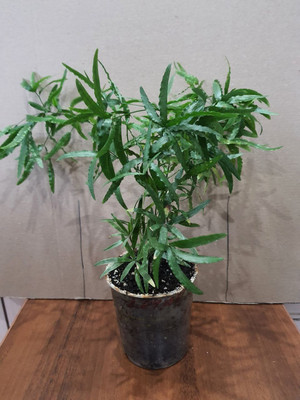 Фото №1 class=