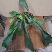 Платицериум