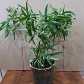 Аспарагус. Сорт Фалькатус или серповидный.