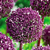 Алліум Summer Drummer