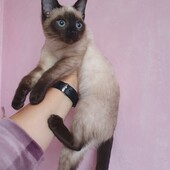 Тайская кошечка, котенок сиамский, паспорт