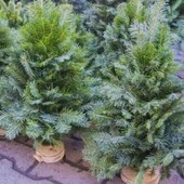Кому ялиночку до Миколая?))натуральна, жива,вязана ялинка з Карпат.Неймовірний аромат.Висота60см!