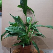 Большой куст спатифиллума