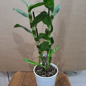 Орхидея дендробиум Нобиле. Цвет сюрприз.