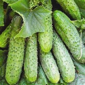 Огірок Ніжинский 12. Ідеальний для соління. Стійкий до хвороб.