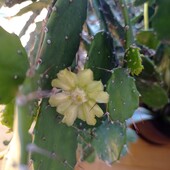 Опунция комнатная