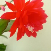 Епіфілум червоний