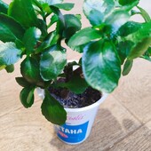 Каланхое червоний махровий