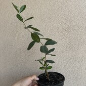 Фейхоа кімнатні саджанці