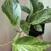 Епіпремнум Марбл Квін (Epipremnum Marble Queen) Ø 9 см, h 10 см