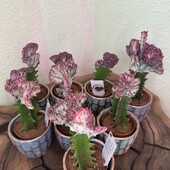 Еуфорбія лактея, euphoria lactea Cristata (Ø 11 см, h 20 см) в керамічному горщику.