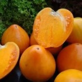 Томат Серце Ашхабаду, 15 насінин